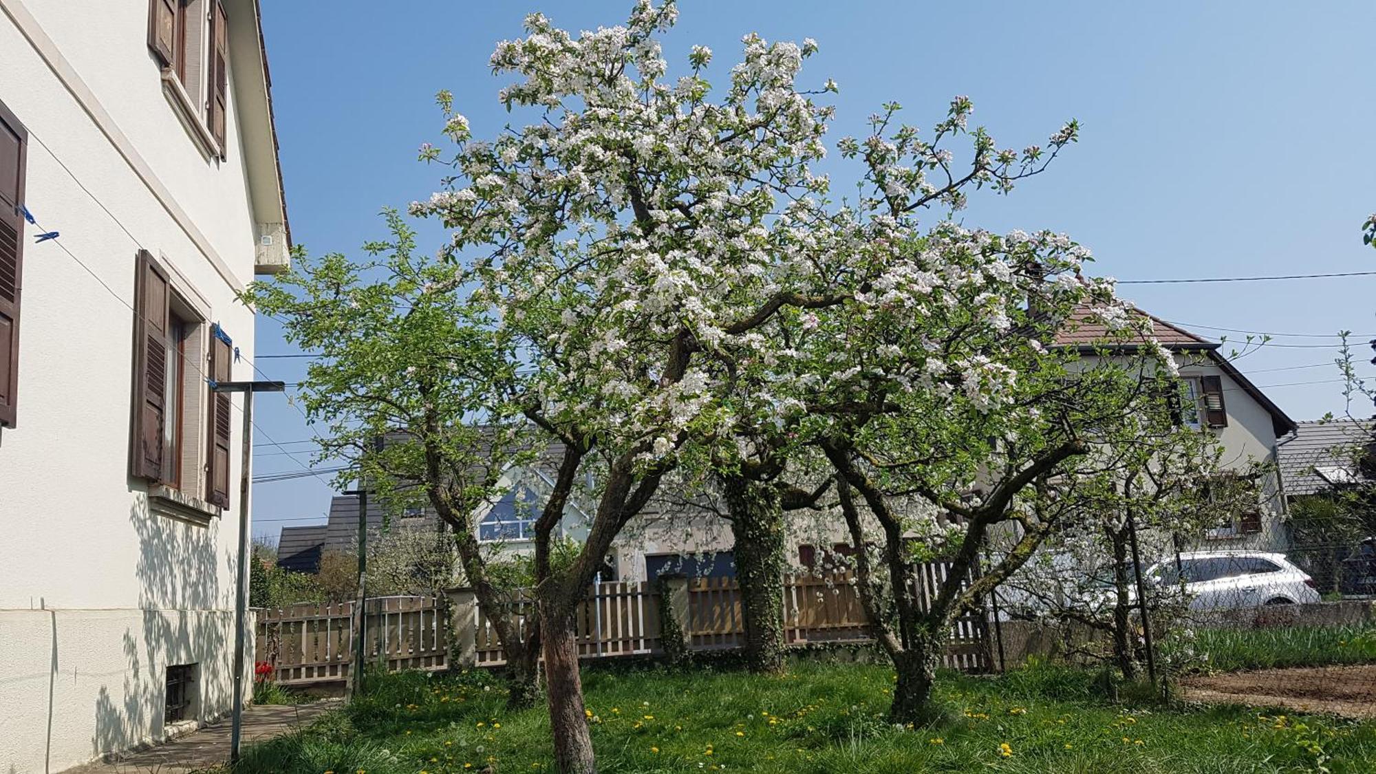 Maison Les 3 Roses Wolfisheim Eksteriør bilde